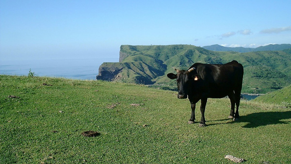 神々が集うご縁の国 島根で、のびのびと育つしまね和牛