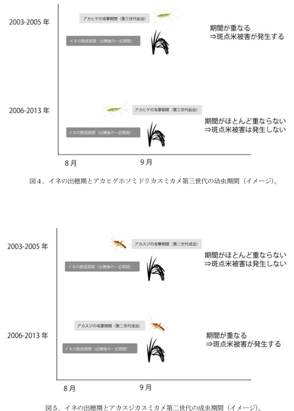 イネの出穂期とアカスジカスミカメ第二世代の成虫期間（イメージ）