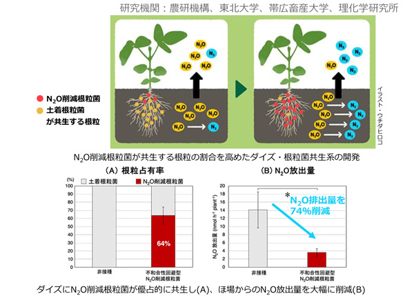 ダイズ・根粒菌共生系で温室効果ガスN2O削減