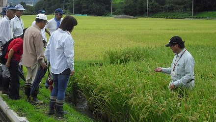 職務の具体例：ほ場整備後の稲の生育状況を地元農家と調査