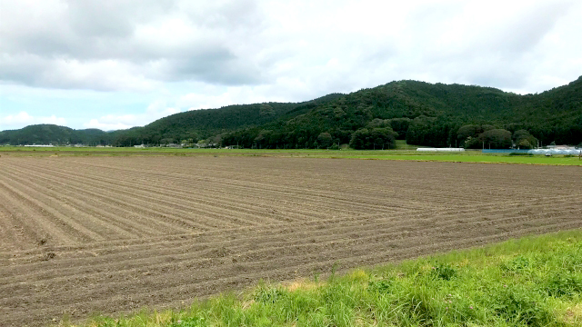 水田での園芸作物導入の補助事業　来年度から生産者団体だけで申請可能に