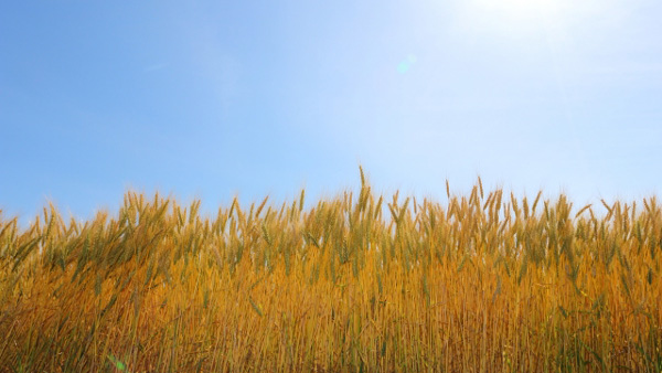 ウクライナの小麦.jpg
