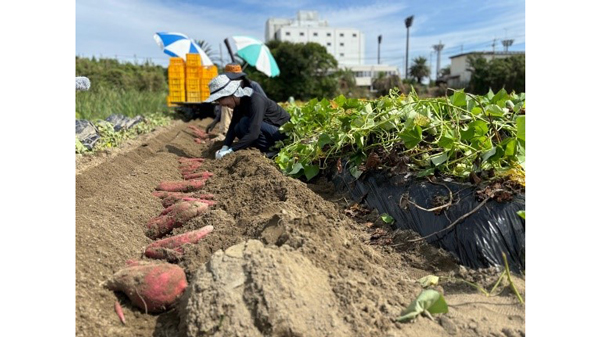 おてつたび×ＪＡ里浦×鳴門市「半農半X」推進シェアハウス事業「なると金時編」開始