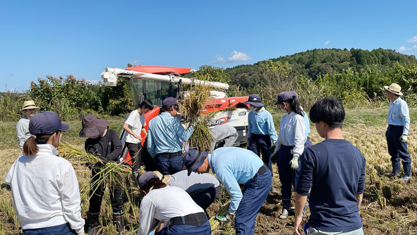 犬山城主献上米の稲刈り