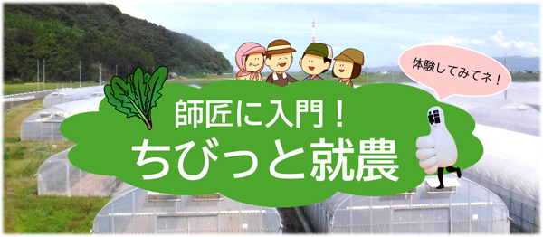 ホウレンソウ農家に入門「3日間の就農体験」参加者募集中　福井市