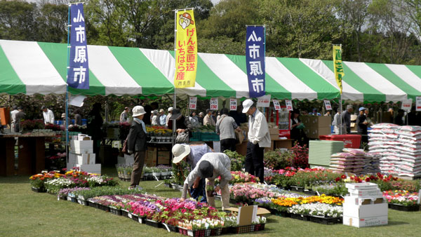 千葉県市原市「第42回　市原市園芸まつり」開催