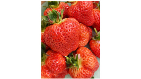 新潟県のブランドいちご「越後姫」