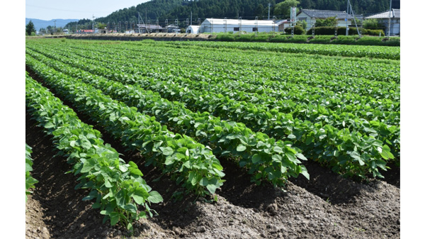 〇大豆畑.jpg