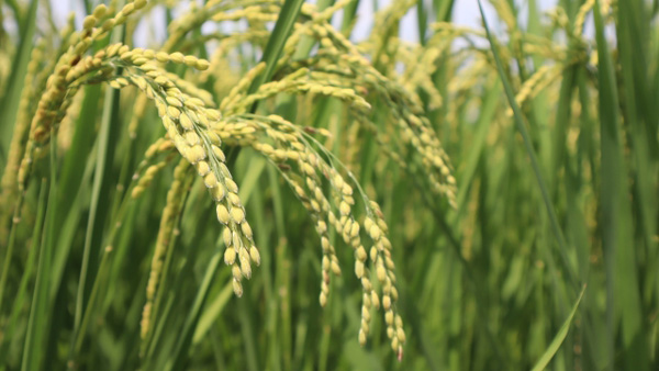 水稲で斑点米カメムシ類など多発のおそれ　病害虫発生予報第7号　農水省