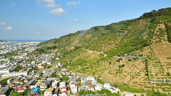 和歌山県有田・下津地域