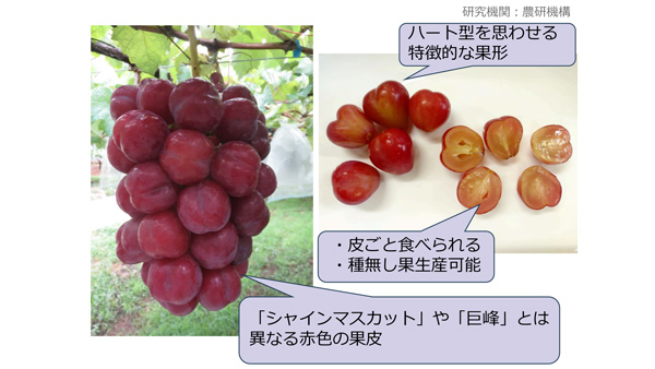 ぶどう新品種「サニーハート」、海水から肥料原料を確保　2025年農業技術10大ニュース（トピック6～10）　農水省.jpg