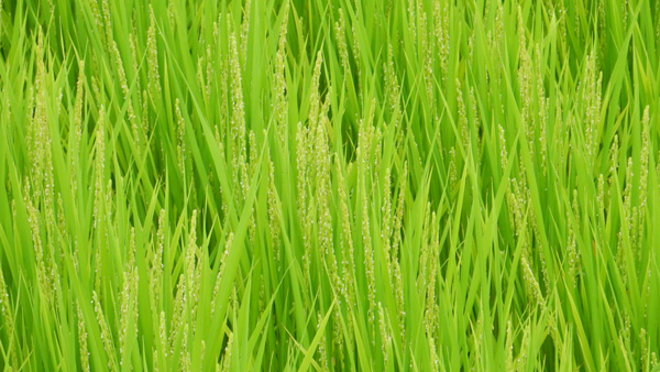 「節水型乾田直播」の安易な普及に懸念 水田の多面的機能維持を求め共同声明 OKシードプロジェクトなど40団体.jpg