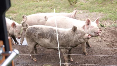 栃木県で豚熱国内90例目　1100頭飼養農場で