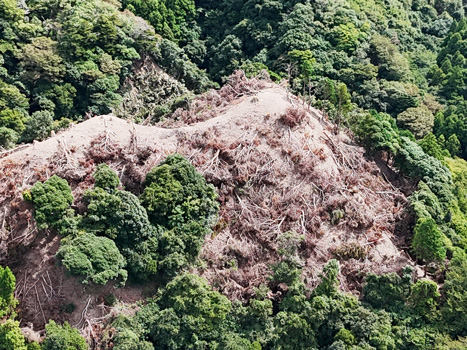 残すはずの木が大量に伐採されていた鴨川メガソーラー建設現場。「谷埋め盛土」崩落も心配されている（千葉県鴨川市、鴨川山と川と海を守る会提供）