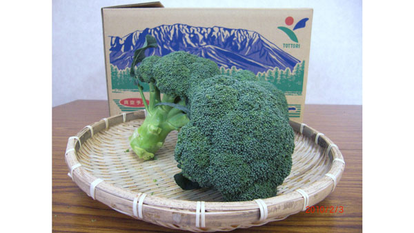 指定野菜入りの節目　日本唯一のGI登録「大山ブロッコリー」の魅力発信　鳥取県.jpg