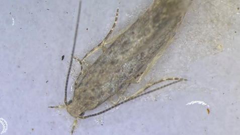 【特殊報】トマトキバガ　県内で初めて発生を確認　佐賀県