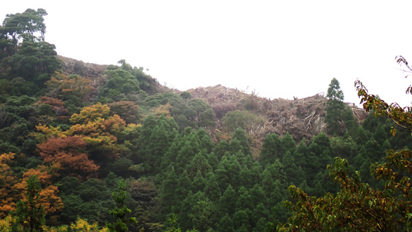 工事によって木が伐採された山の「尾根」。