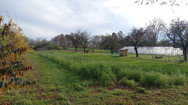 マリエンヘーエ農場の草地