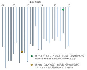 パインアップルのゲノム解析