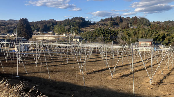 城里町錫高野地区で日本農業が運営するなし・もも圃場