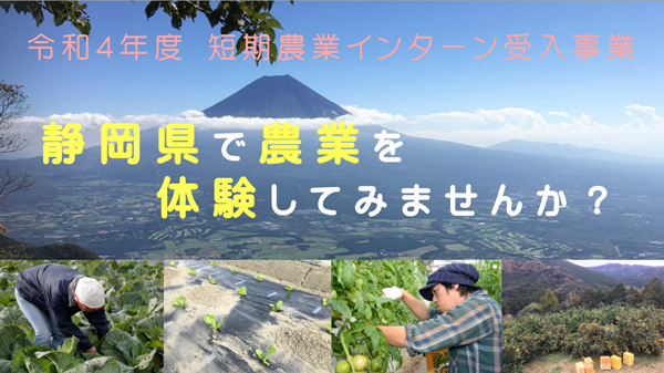 静岡県で農業体験　短期農業インターンの希望者を募集中