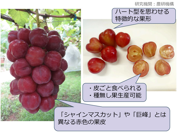 ぶどう新品種「サニーハート」