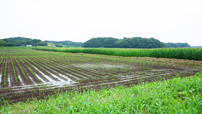 水田に作付けされたトウモロコシ（写真奥）
