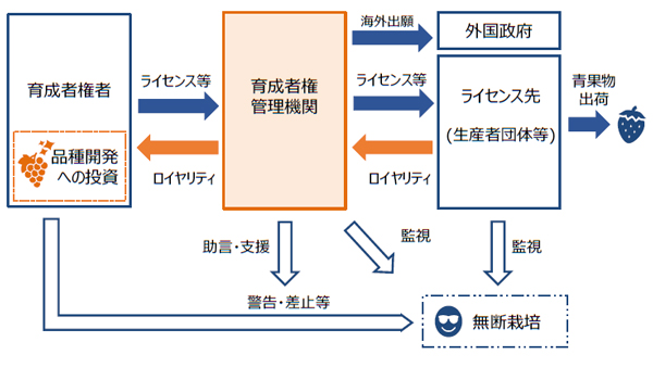 品種流出防止　育成者管理機関のイメージ（農水省資料から）.jpg