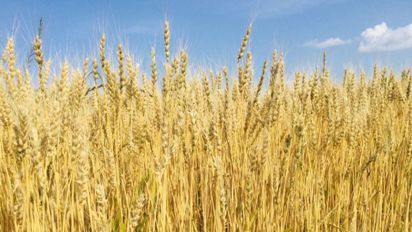 【食料危機】世界の小麦と穀物需給は　試練はこれから　宮城大学・三石誠司教授