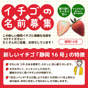 静岡県発いちご新品種「静岡16号」名前を募集中