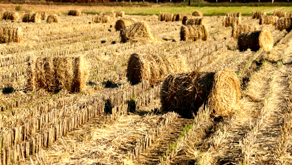 国産稲わらの利用拡大へ　収集・梱包は「角型」で　農水省が実証事業