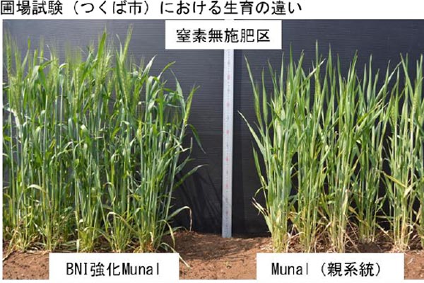 圃場試験の様子