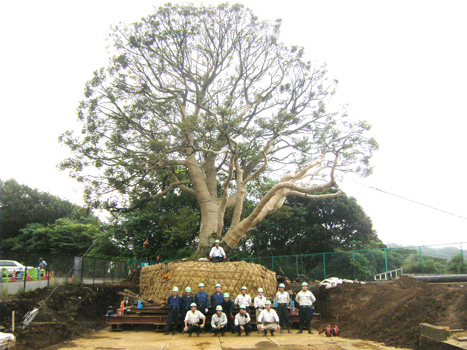 会場に植えられる生駒植木の高さ20メートルの楠