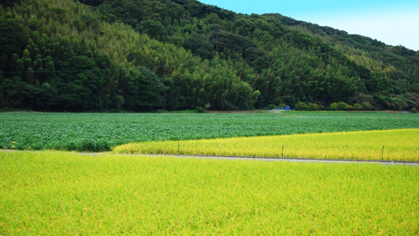 麦・大豆などの畑地化定着促進支援増額へ　高収益作物並みの10a当たり2万円×5年間　農水省
