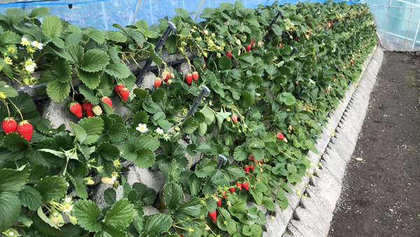「石垣いちご」栽培の様子