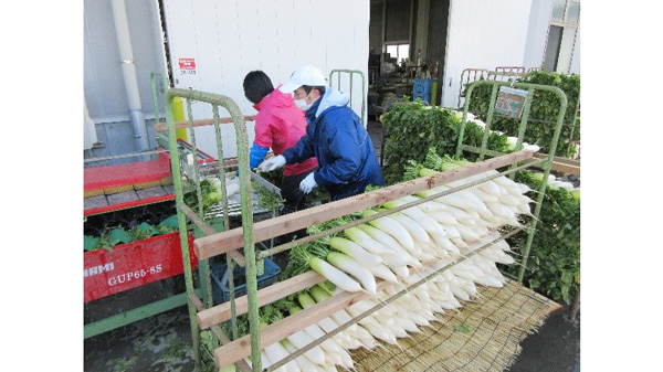 青首だいこんの出荷作業の様子