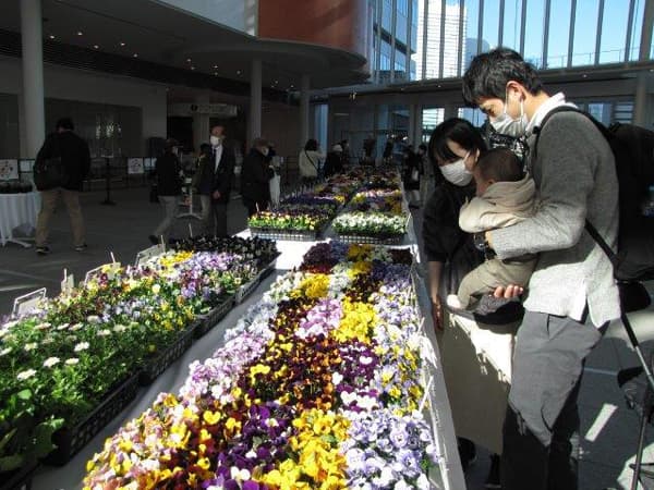 冬を彩る花の祭典「第51回横浜花き展覧会」開催　横浜市