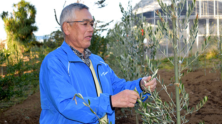 オリーブを管理する須藤氏