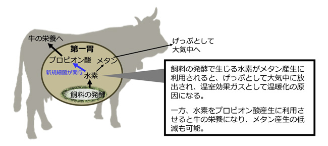 メタン排出抑制　牛に新たな細菌発見　農業技術10大ニュース　農水省