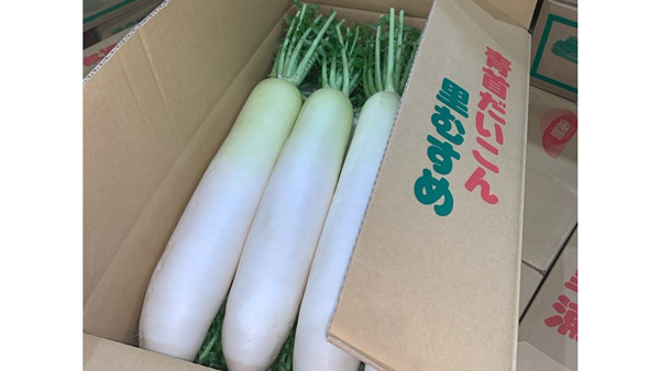 おてつたび×ＪＡ里浦「半農半X」推進シェアハウス事業「青首だいこん編」開始　徳島県鳴門