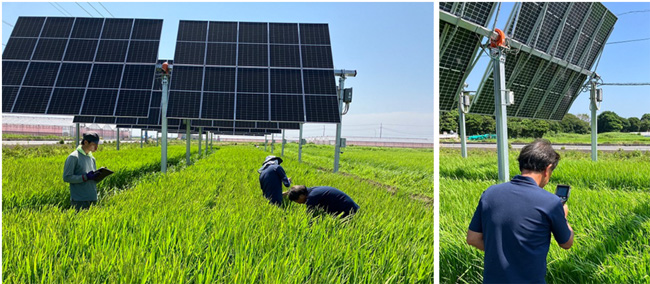 農作物への太陽光照射を優先してパネルが動く次世代営農型太陽光発電設備下部の圃場における評価の様子