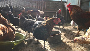 鳥インフル　米オハイオ州からの家きん肉等　輸入を一時停止　農水省