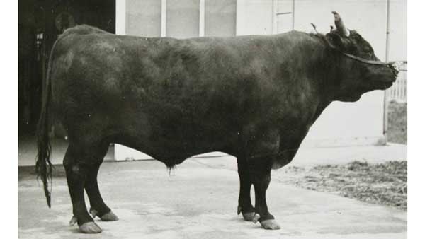 第1回全国和牛能力共進会の肉牛区（産肉能力検定）で一等賞の種雄牛「気高」号