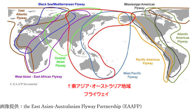 図3　渡り鳥の主要な経路