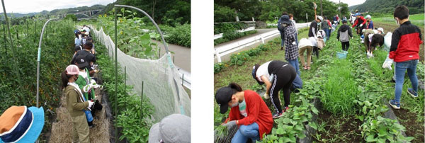 野菜を収穫する児童たち