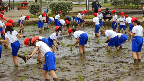小学生による田植えの様子