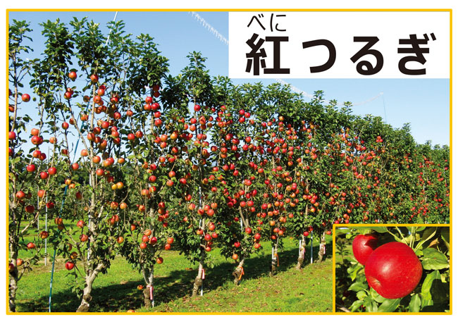 新品種「紅つるぎ」で壁状の樹形となった園地。樹高は３メートルほどで９年生。管理・収穫作業が容易になる。