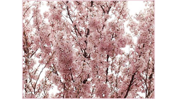 サクラ新品種「吉兆」