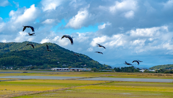 鶏卵日本一の養鶏のまち守りたい　ふるさと納税で支援を　鳥インフルの発生相次ぐ鹿児島県出水市