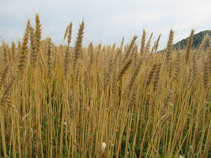 京都産小麦100％の商品を提供「京小麦の収穫祭2022」開催